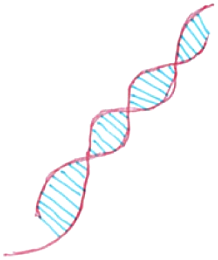 Hand sketch of the DNA double helix structure